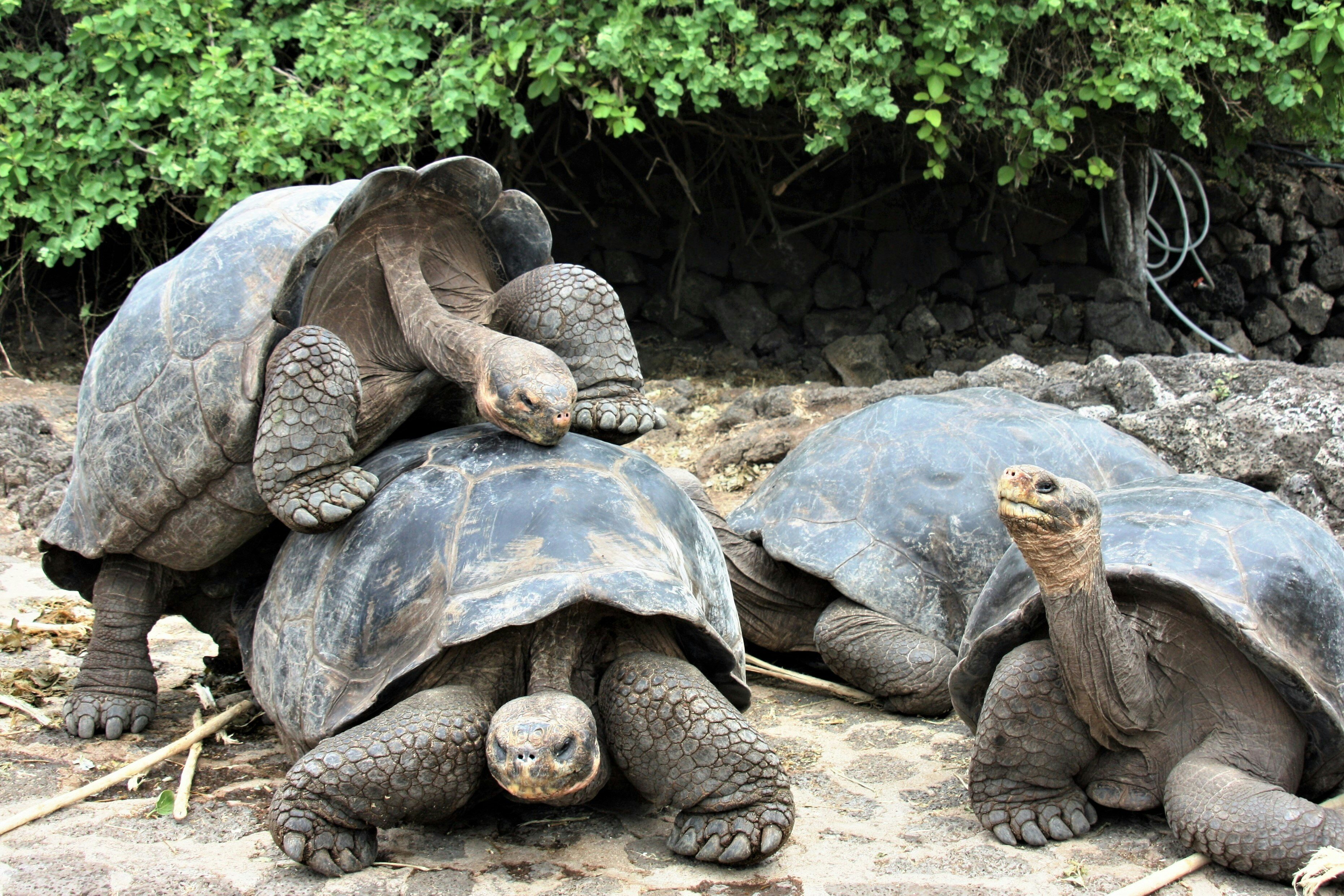  Cruising the Galapagos Aboard the Hermes Mega CatamaranImage